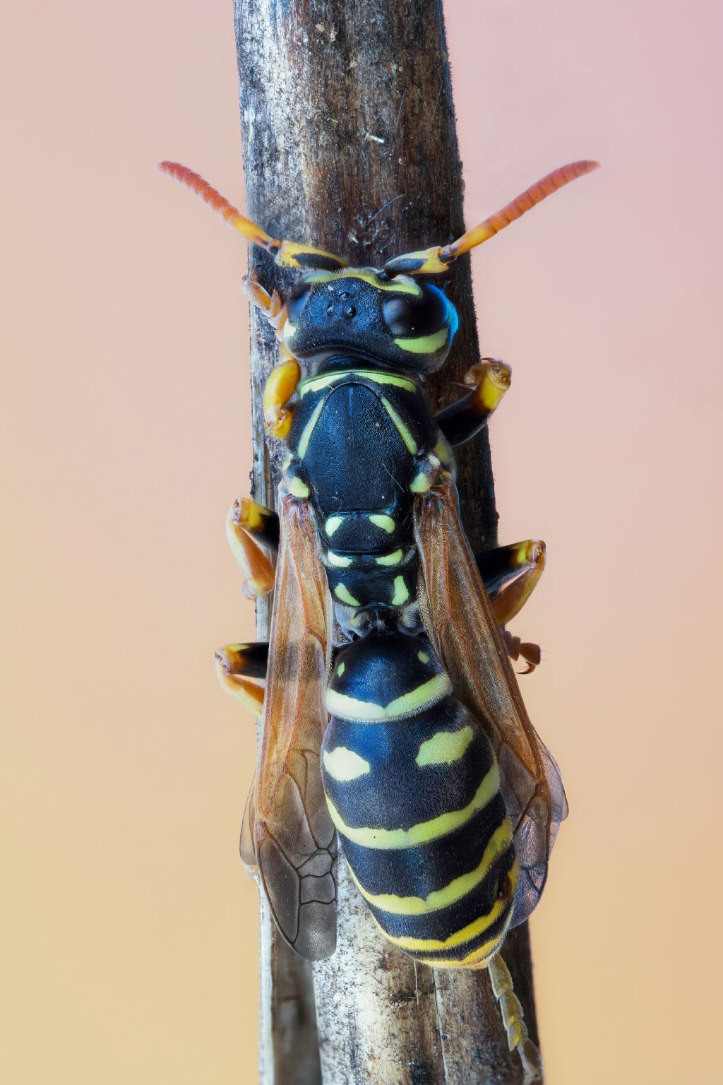 Vespidae: Polistes semenowi